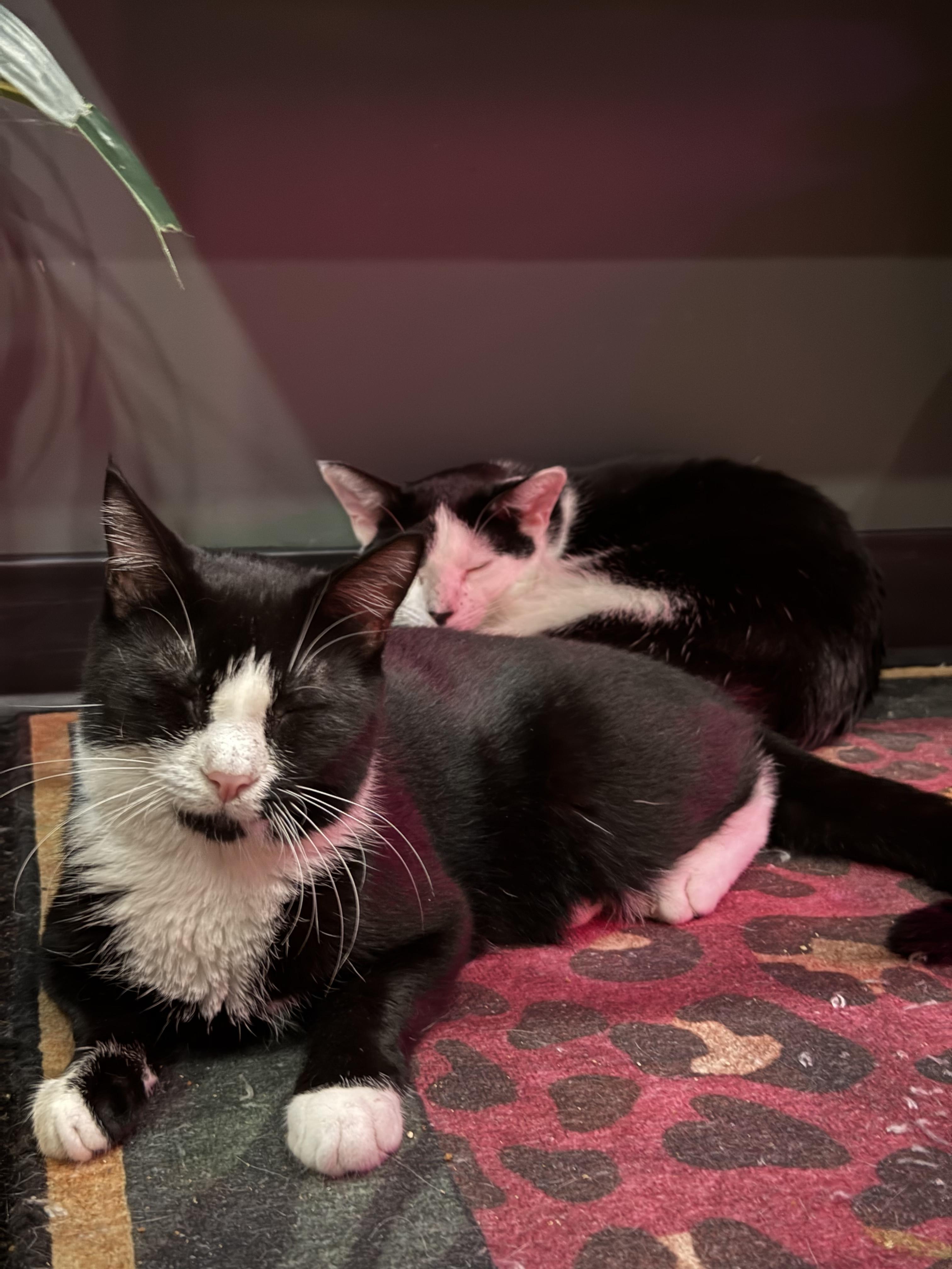 Michael & Sammy, a ADOPTABLE Domestic Short Hair in Kennebunk , ME image 3/6