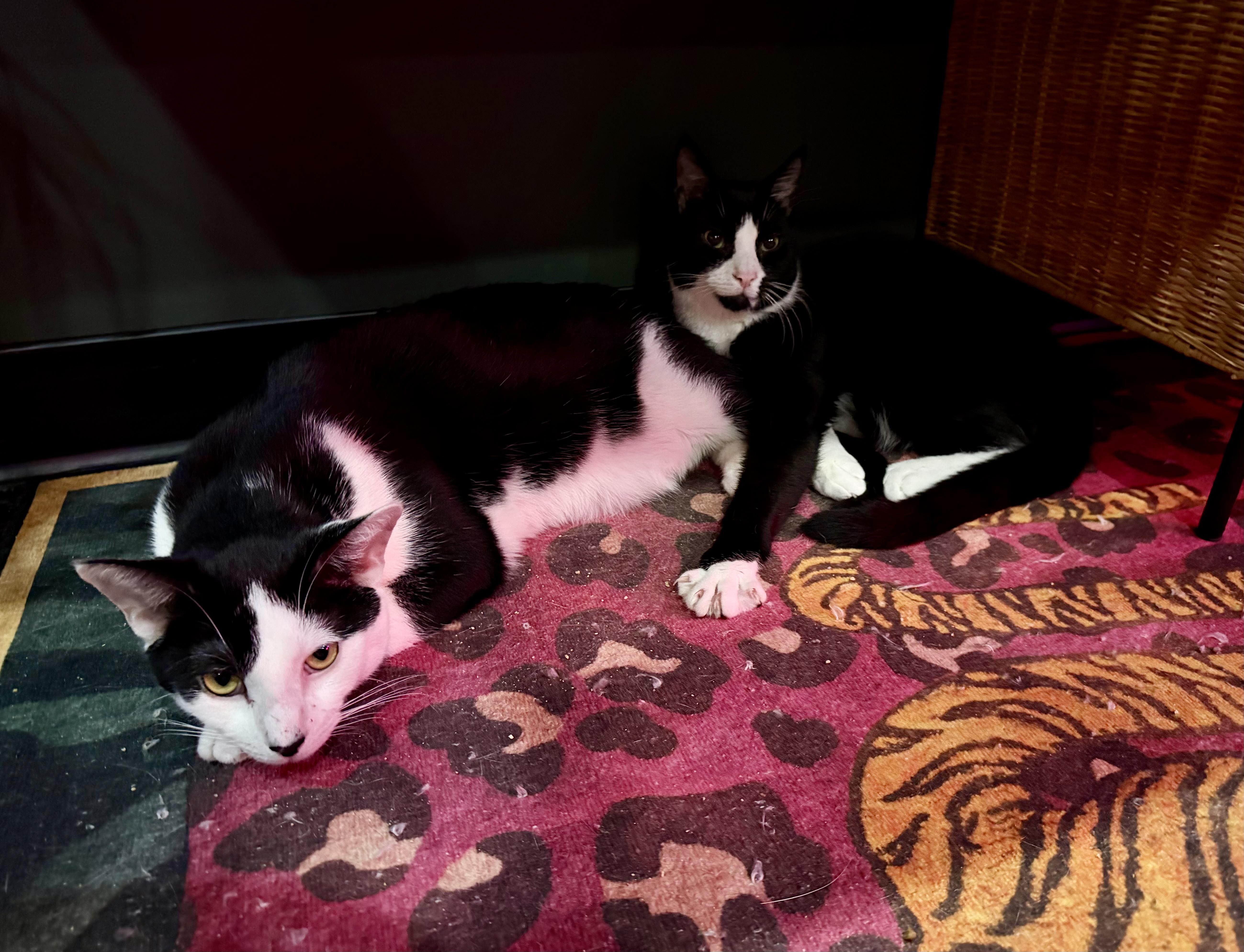 Michael & Sammy, a ADOPTABLE Domestic Short Hair in Kennebunk , ME image 1/6