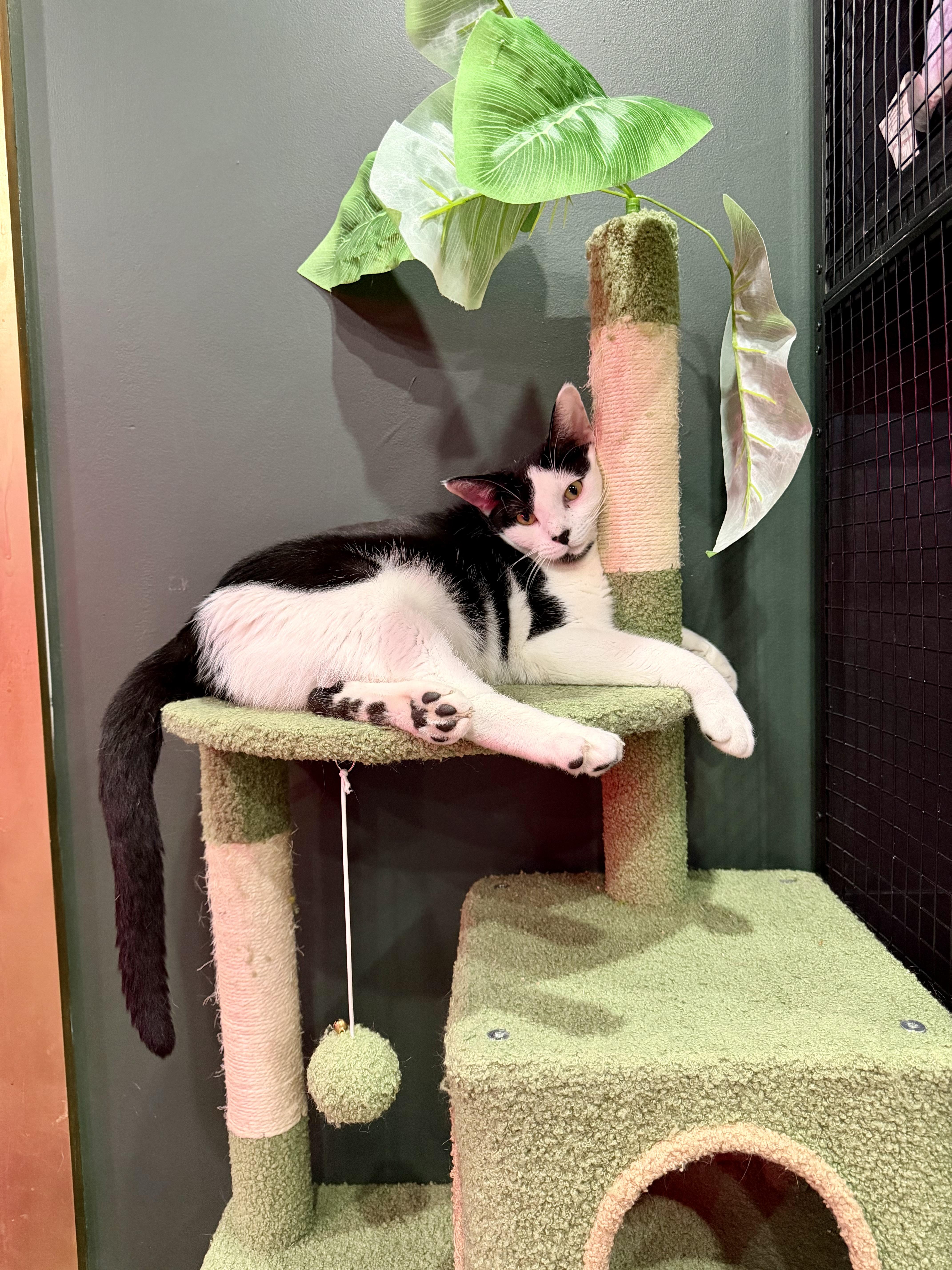 Michael & Sammy, a ADOPTABLE Domestic Short Hair in Kennebunk , ME image 2/6