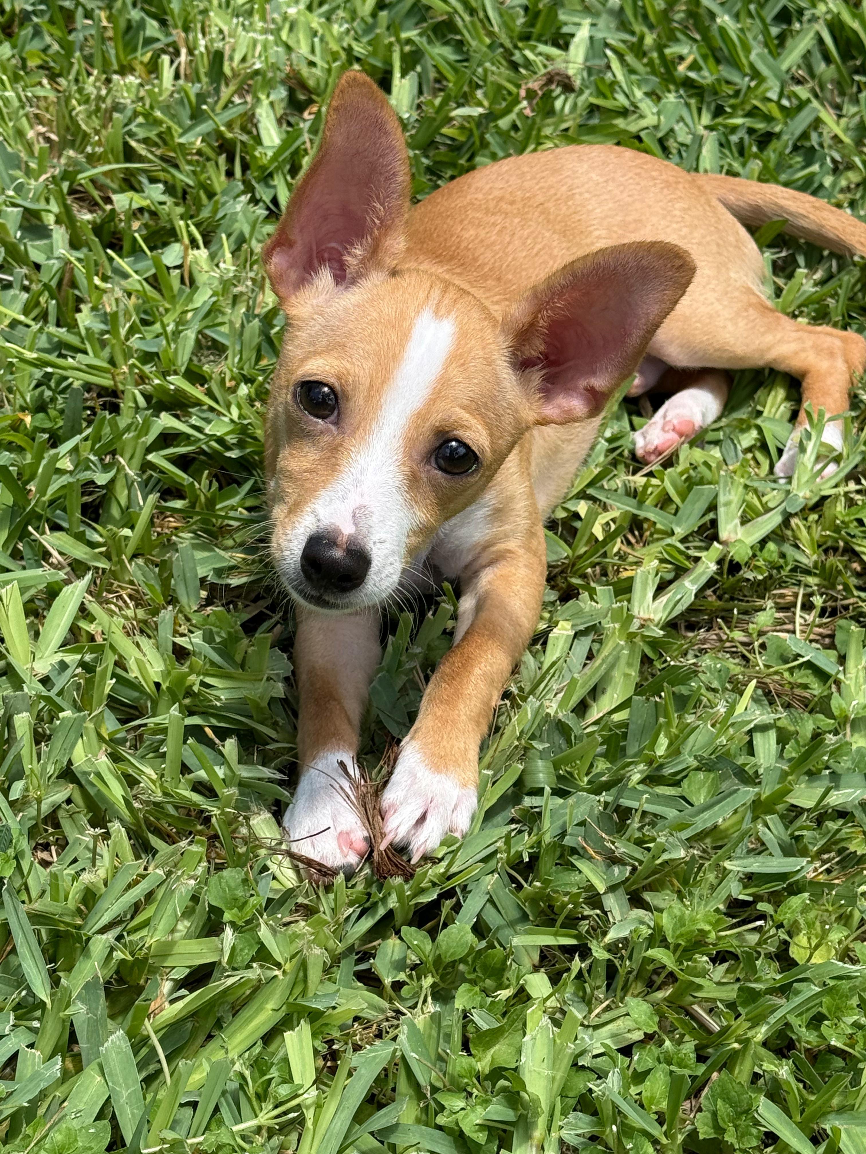 Toby, an adopted mixed breed in Plano, TX image 3/4