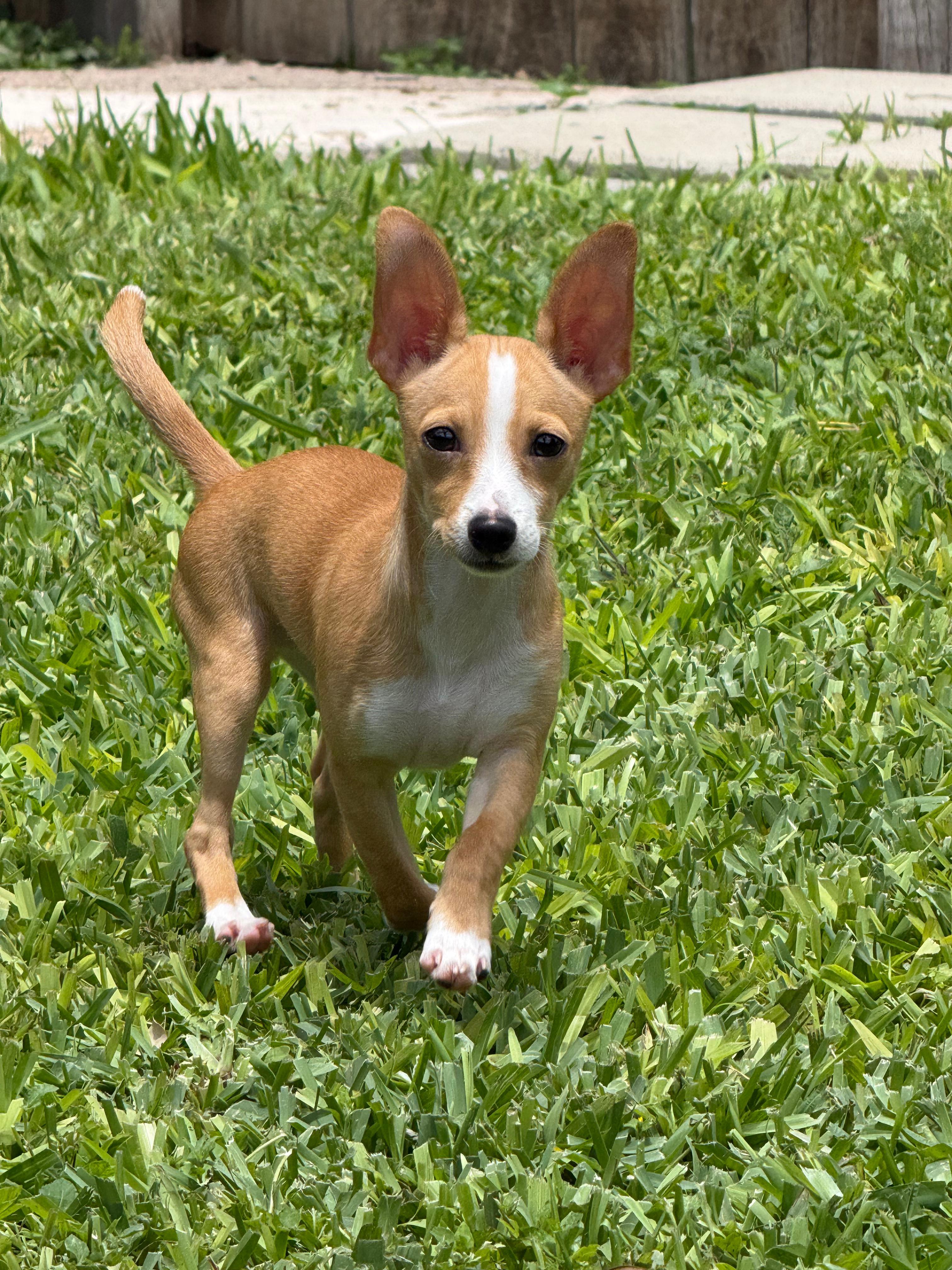 Toby, adopted, Puppy Male Jack Russell Terrier & Chihuahua.