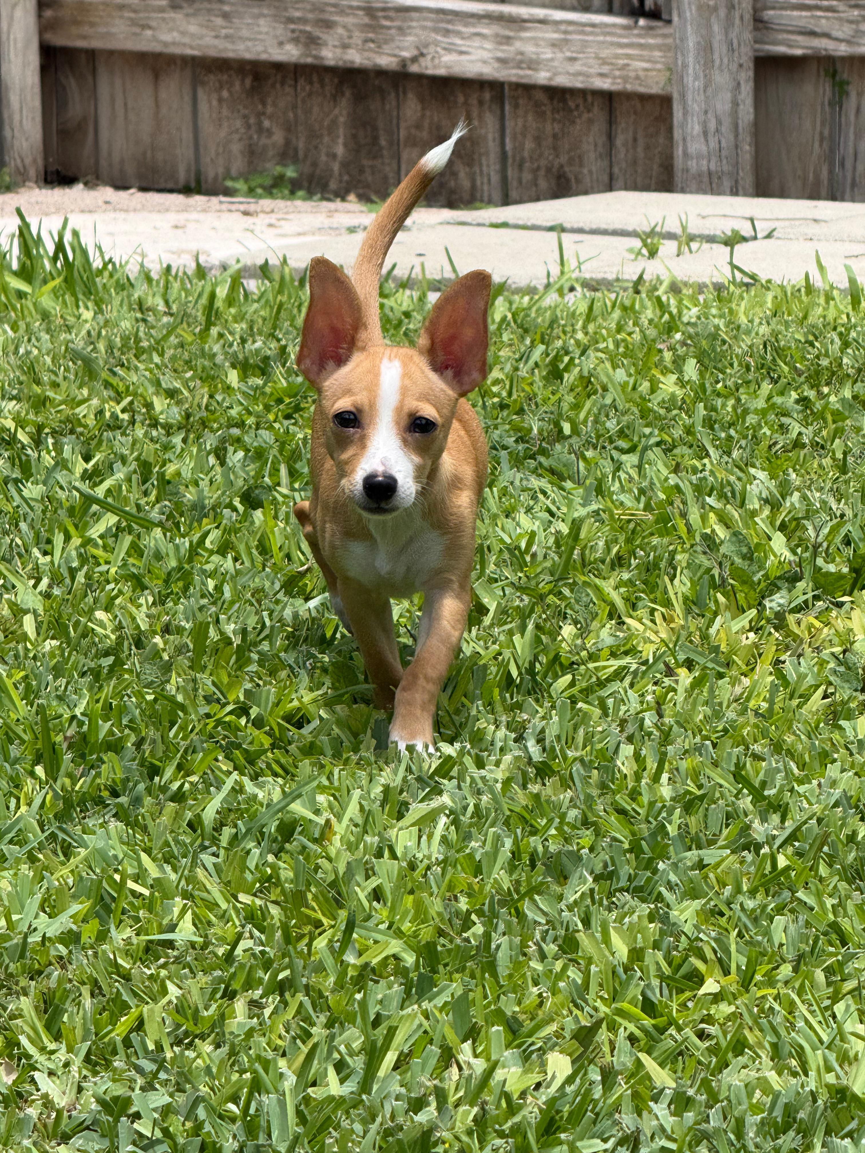 Toby, an adopted mixed breed in Plano, TX image 4/4