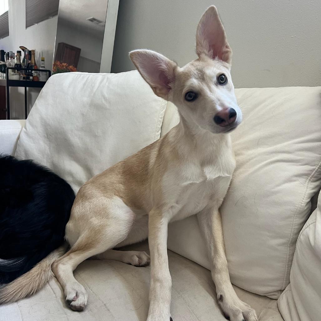 Aspen, a Adoptable Shepherd in Los Angeles, CA image 1/3