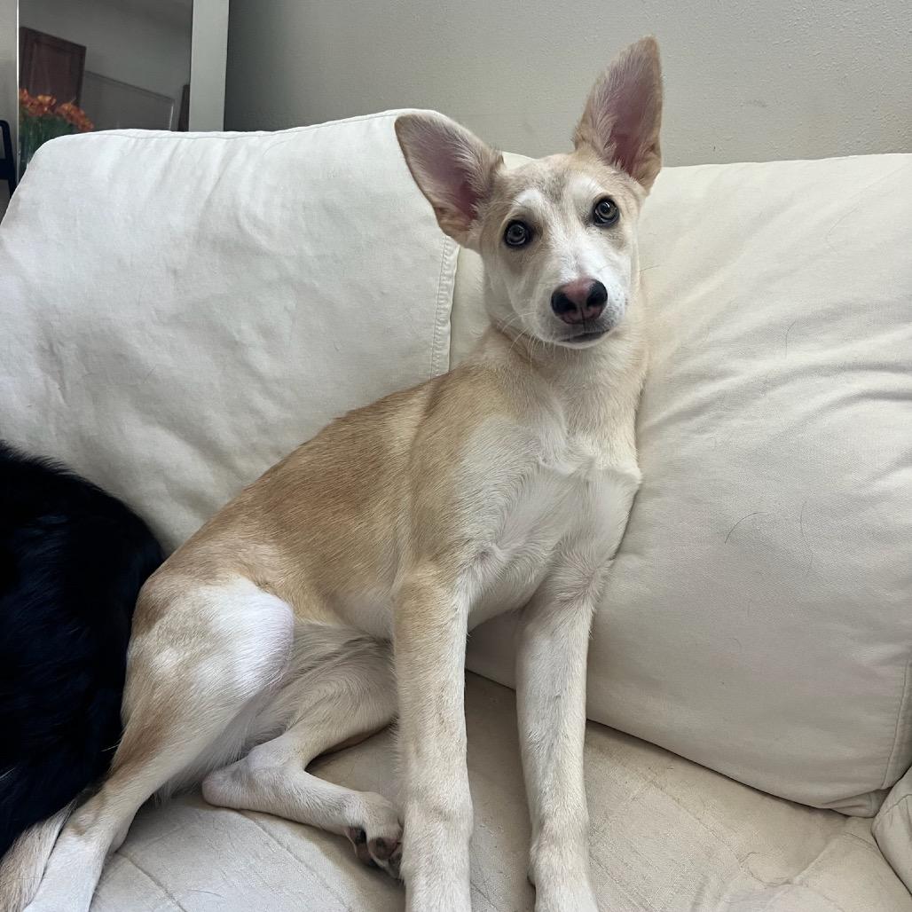 Aspen, a Adoptable Shepherd in Los Angeles, CA image 3/3