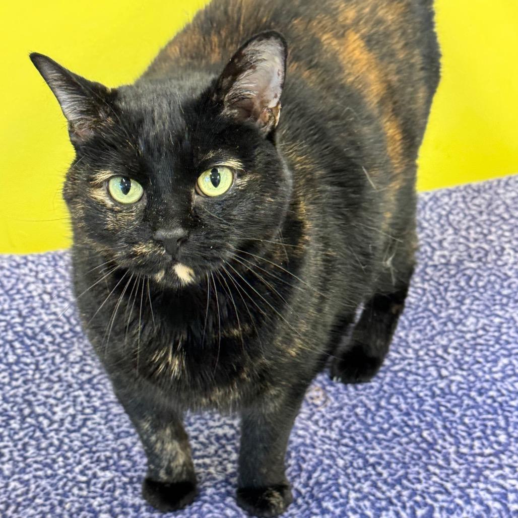 Enlarge Tia, a Adoptable Domestic Short Hair in Wheeling, IL image 2/6