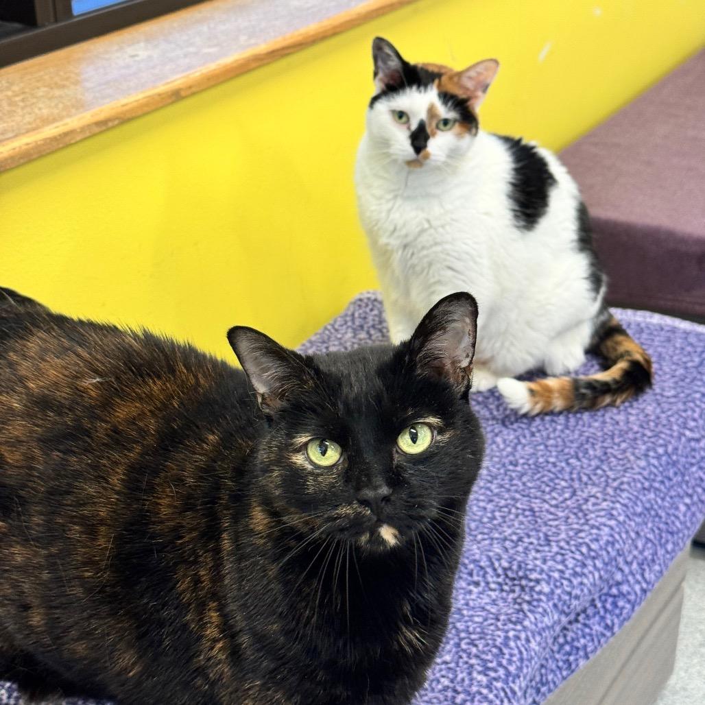 Enlarge Tia, a Adoptable Domestic Short Hair in Wheeling, IL image 3/6