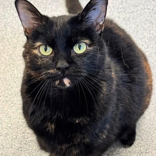 Enlarge Tia, a Adoptable Domestic Short Hair in Wheeling, IL image 4/6