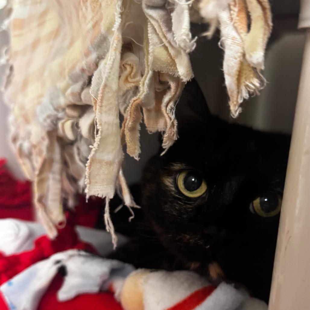 Enlarge Tia, a Adoptable Domestic Short Hair in Wheeling, IL image 5/6