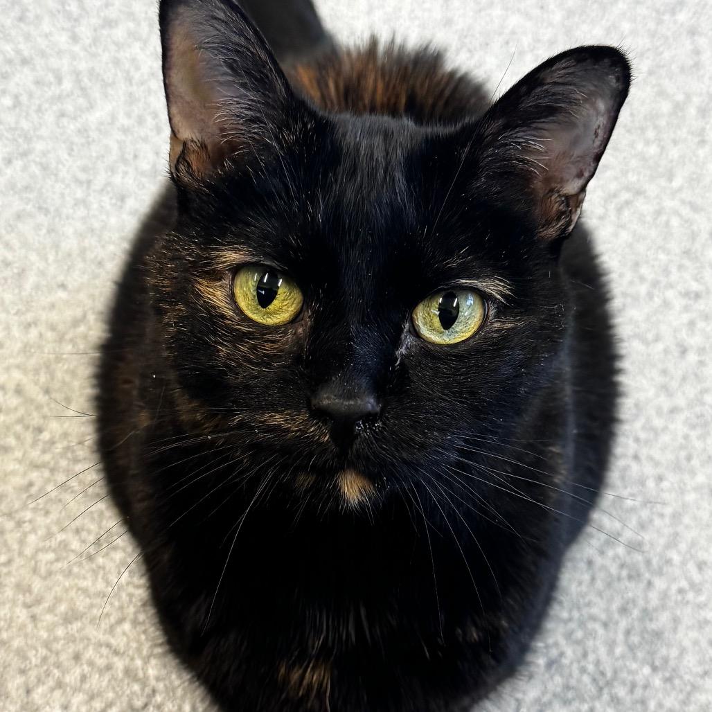 Enlarge Tia, a Adoptable Domestic Short Hair in Wheeling, IL image 6/6