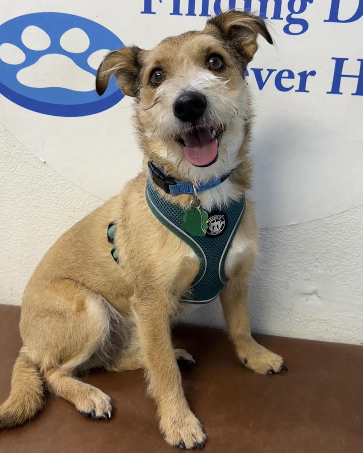 Princess's Sam aka Sam