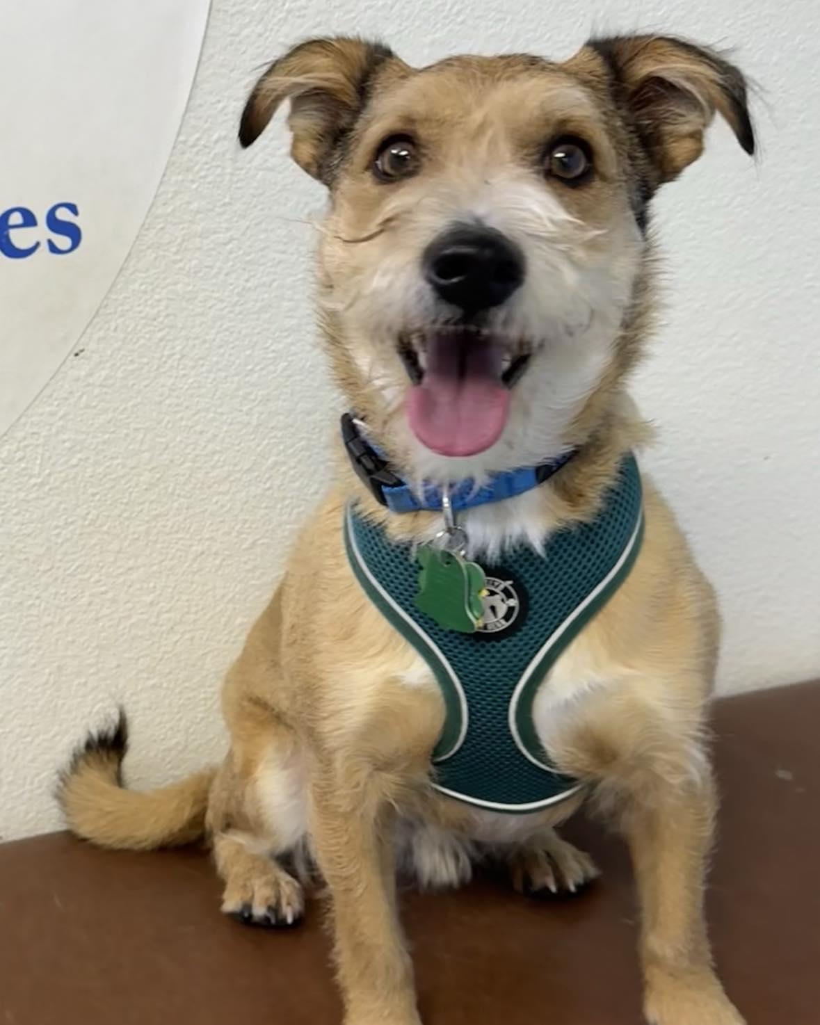 Princess's Sam aka Sam