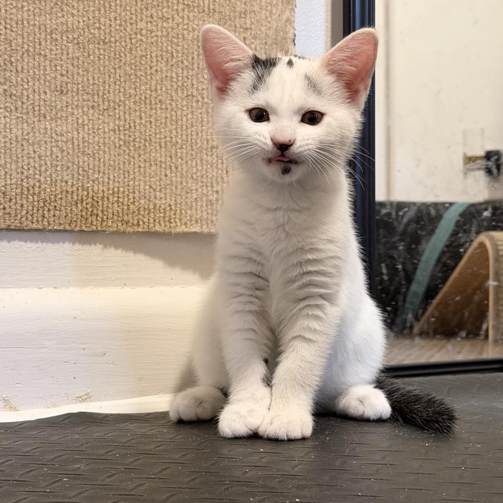 Pixel, Adoptable, Kitten Male Domestic Short Hair.