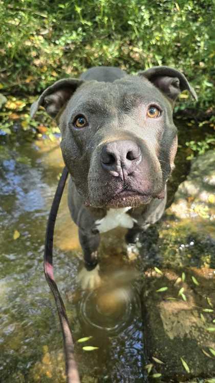 Pauly, Adoptable, Young Male American Staffordshire Terrier & Mixed Breed.