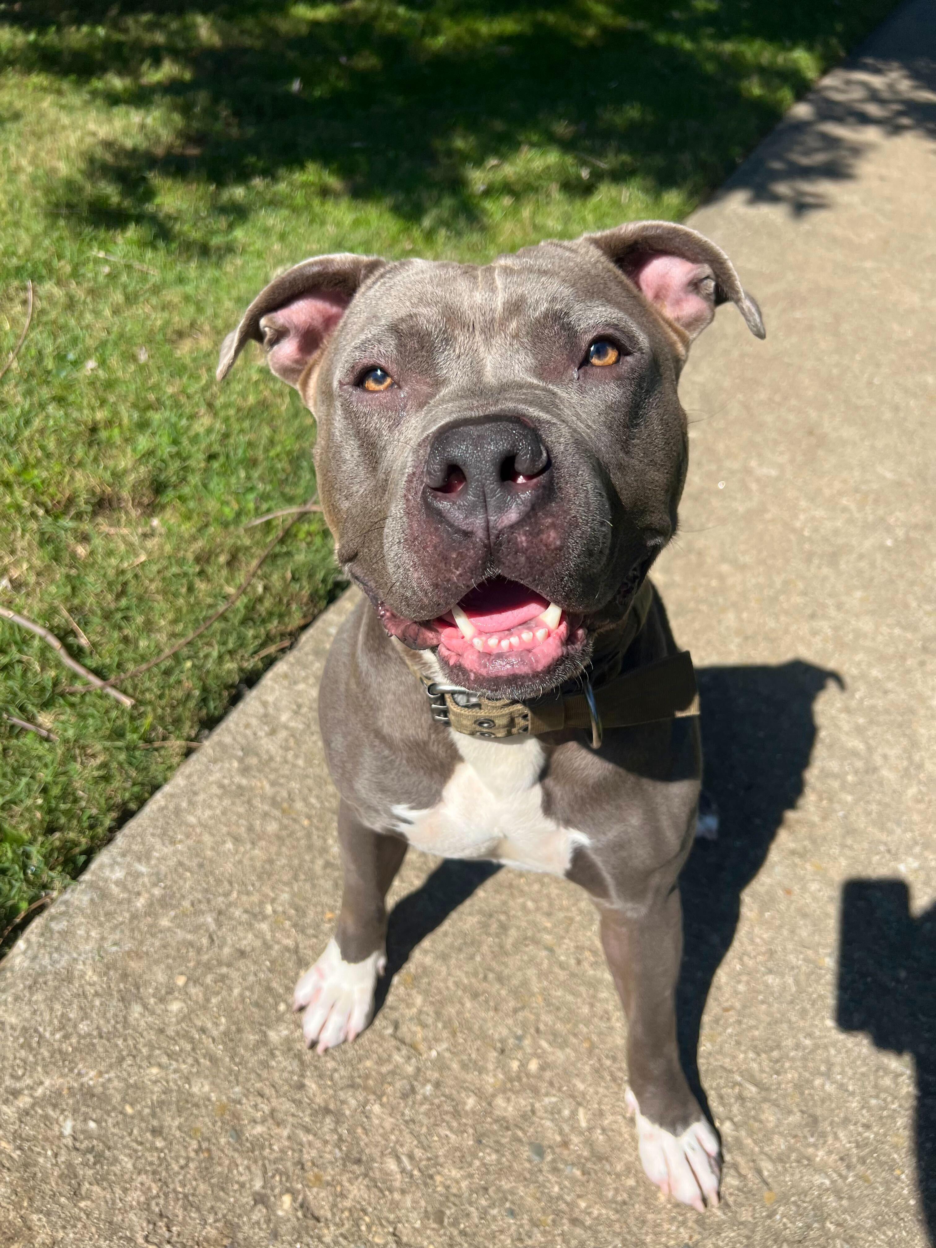 Enlarge Pauly, a Adoptable mixed breed in Louisville, KY image 2/3