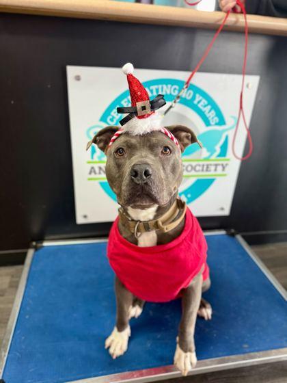 Enlarge Pauly, a Adoptable mixed breed in Louisville, KY image 2/3