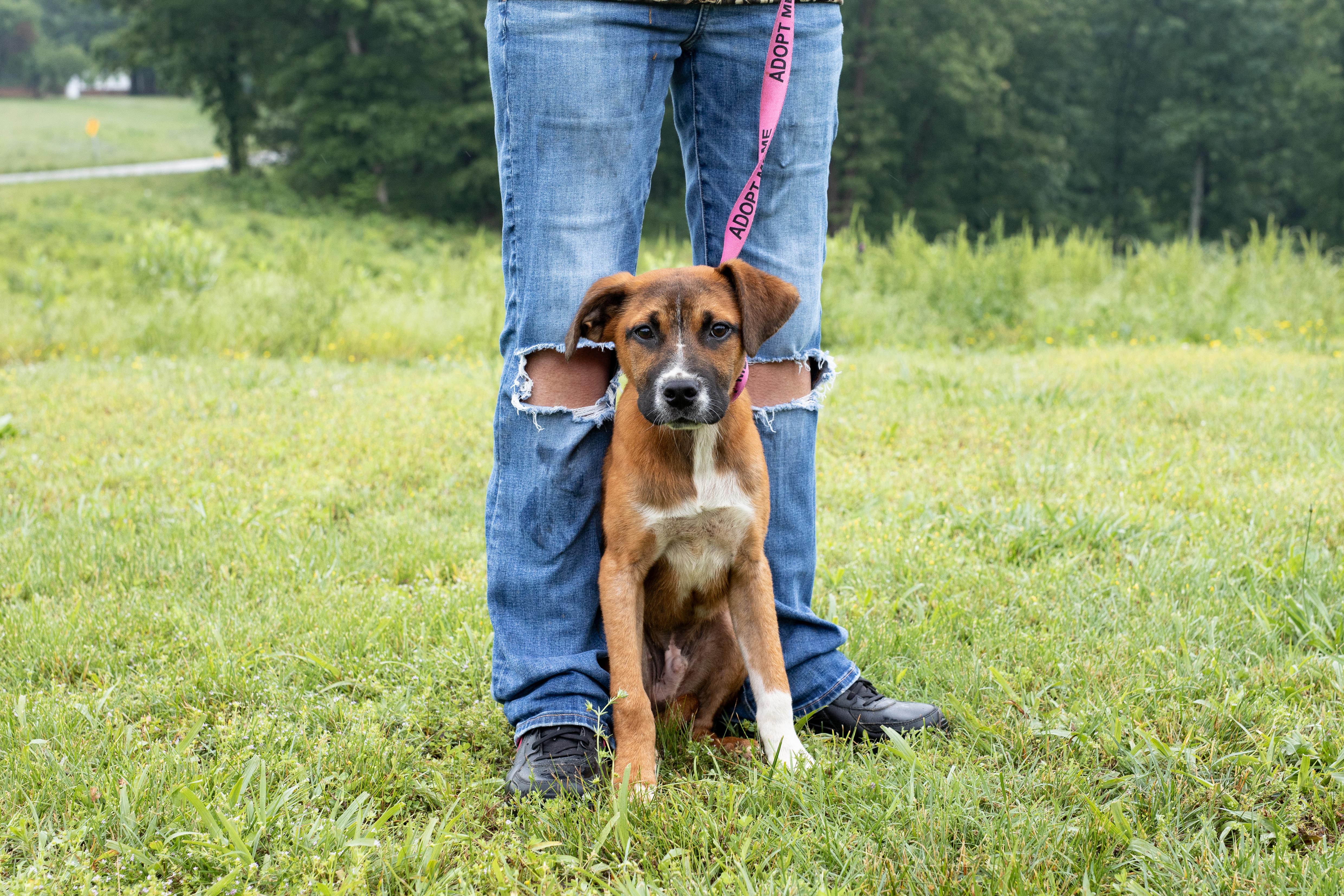 Luther, ADOPTABLE, Young Male Boxer.