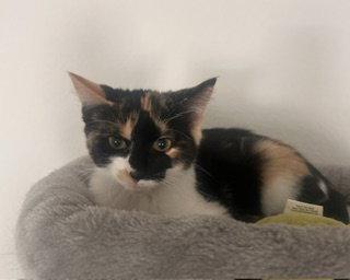 Princess, Adopted, Kitten Female Calico.