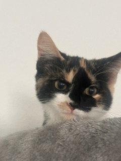 Enlarge Princess, a Adopted Calico in Irving, TX image 2/3