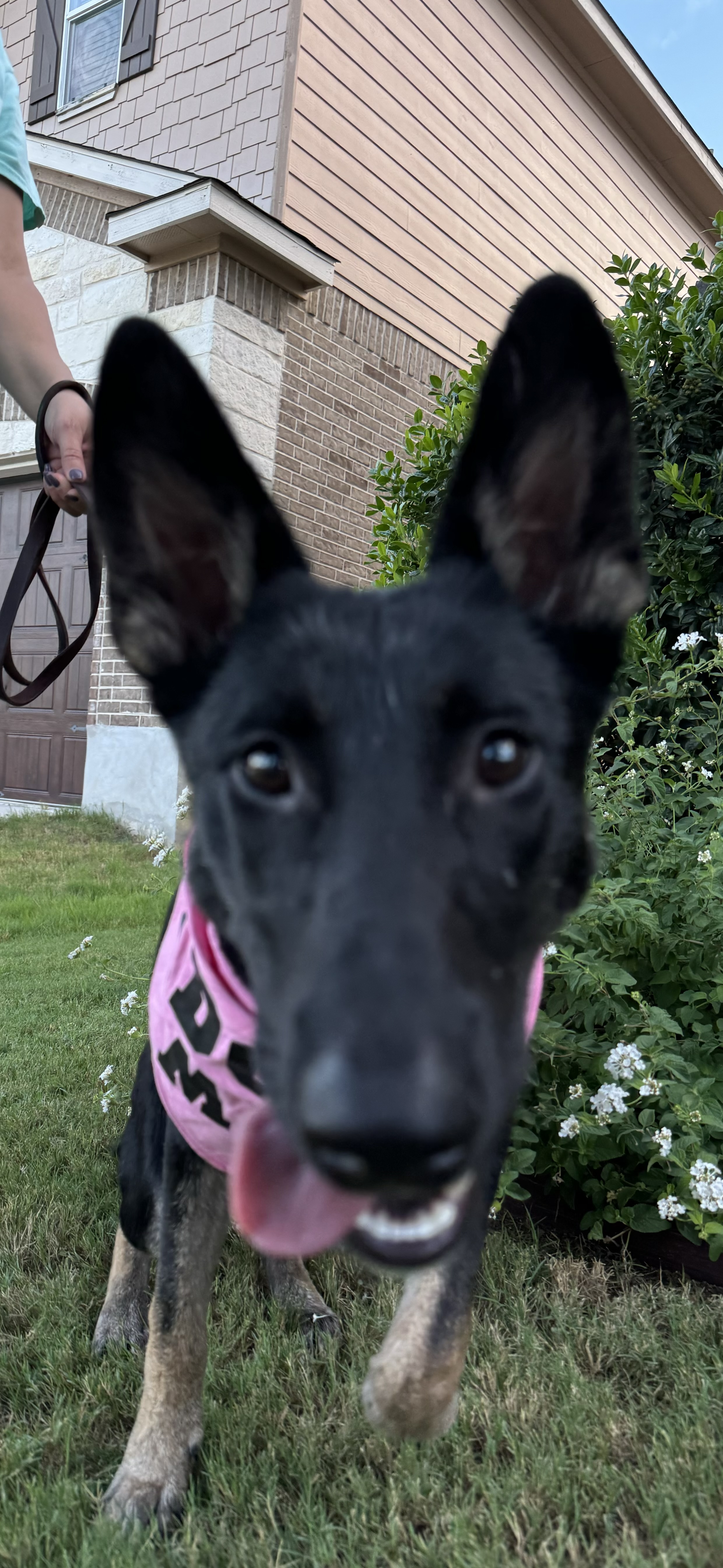 Enlarge Chico, a Adoptable mixed breed in San Antonio, TX image 2/4