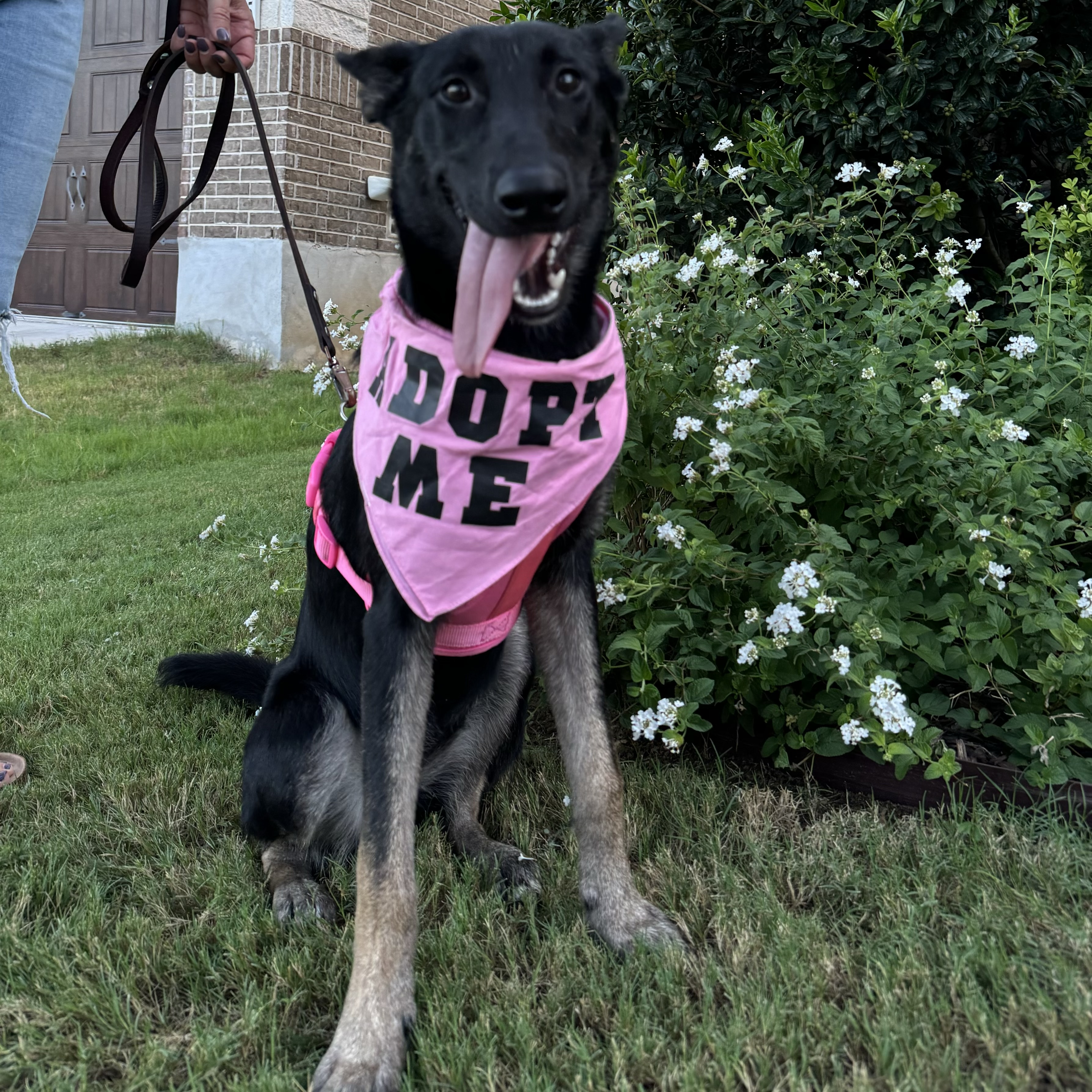 Enlarge Chico, a Adoptable mixed breed in San Antonio, TX image 4/4