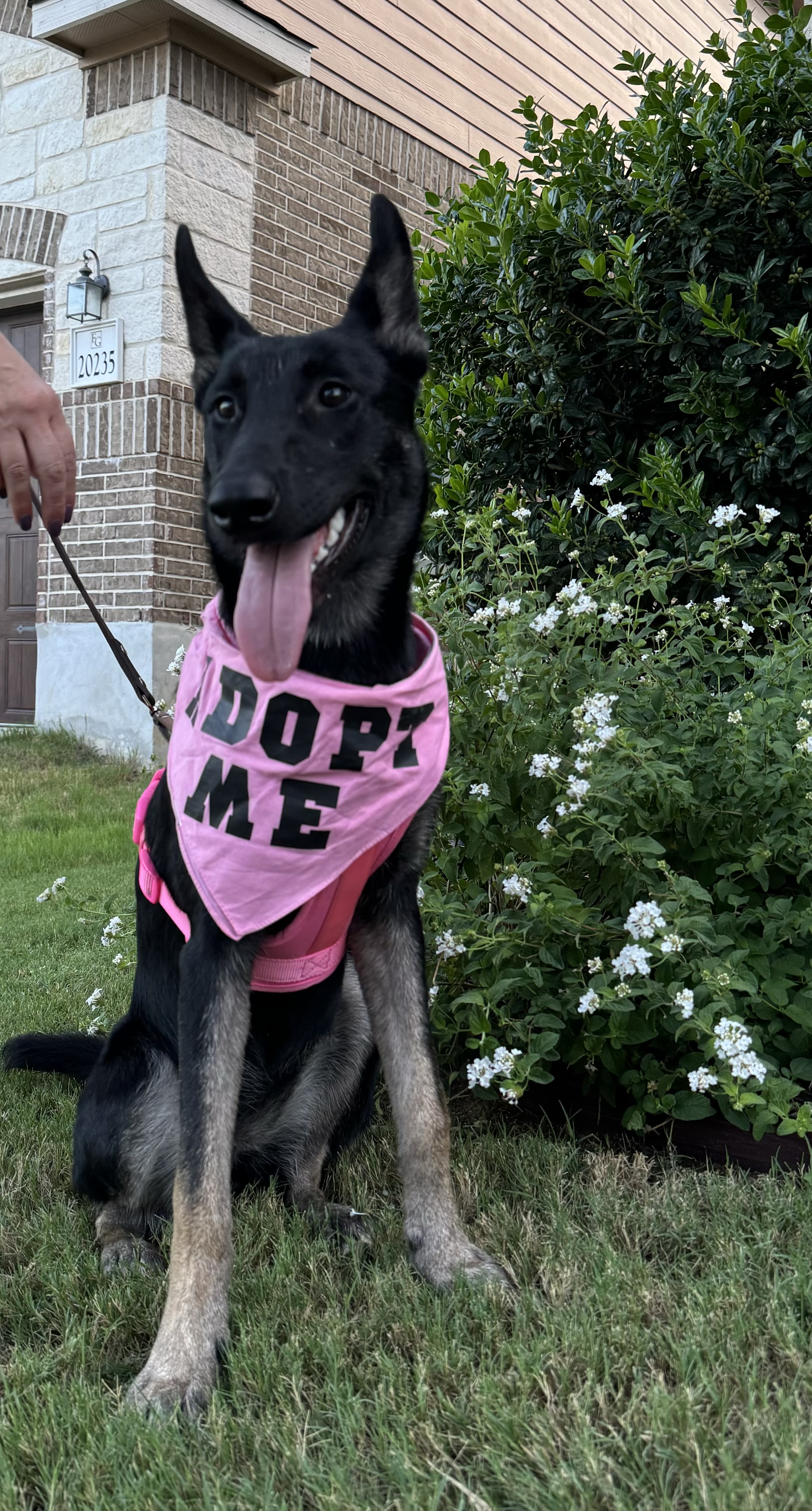 Enlarge Chico, a Adoptable mixed breed in San Antonio, TX image 1/4