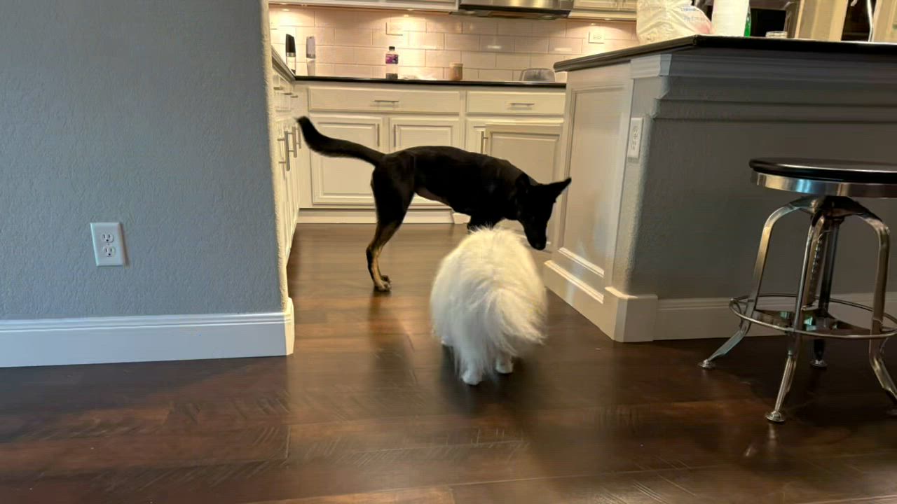 Enlarge Chico, a Adoptable mixed breed in San Antonio, TX video 3/4