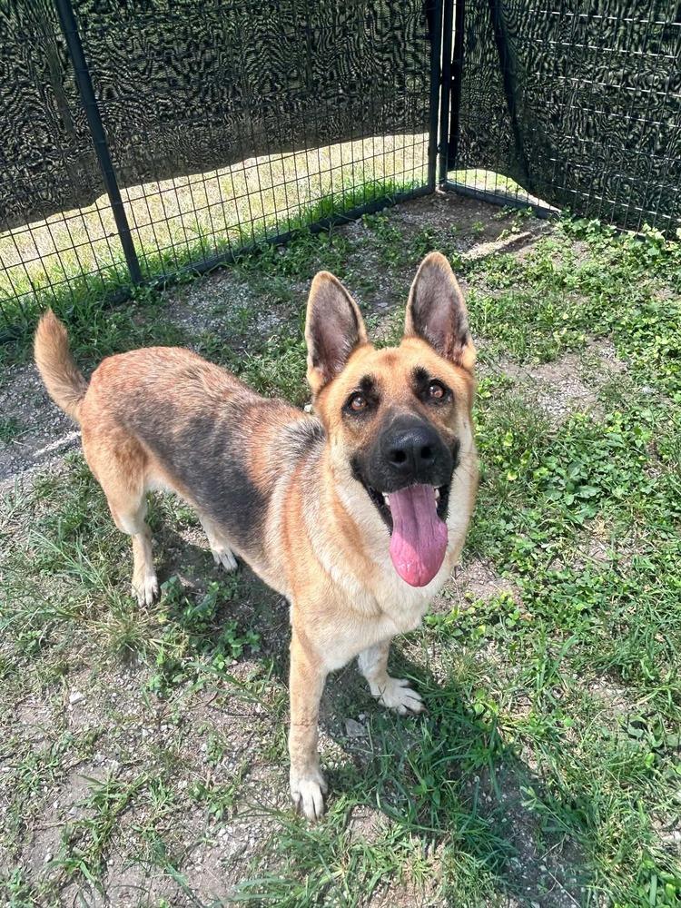 Sara, Adoptable, Adult Female German Shepherd Dog.