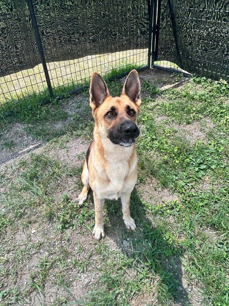 Enlarge Sara, a Adoptable German Shepherd Dog in Scott, LA image 2/5