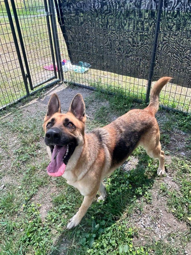 Enlarge Sara, a Adoptable German Shepherd Dog in Scott, LA image 3/5