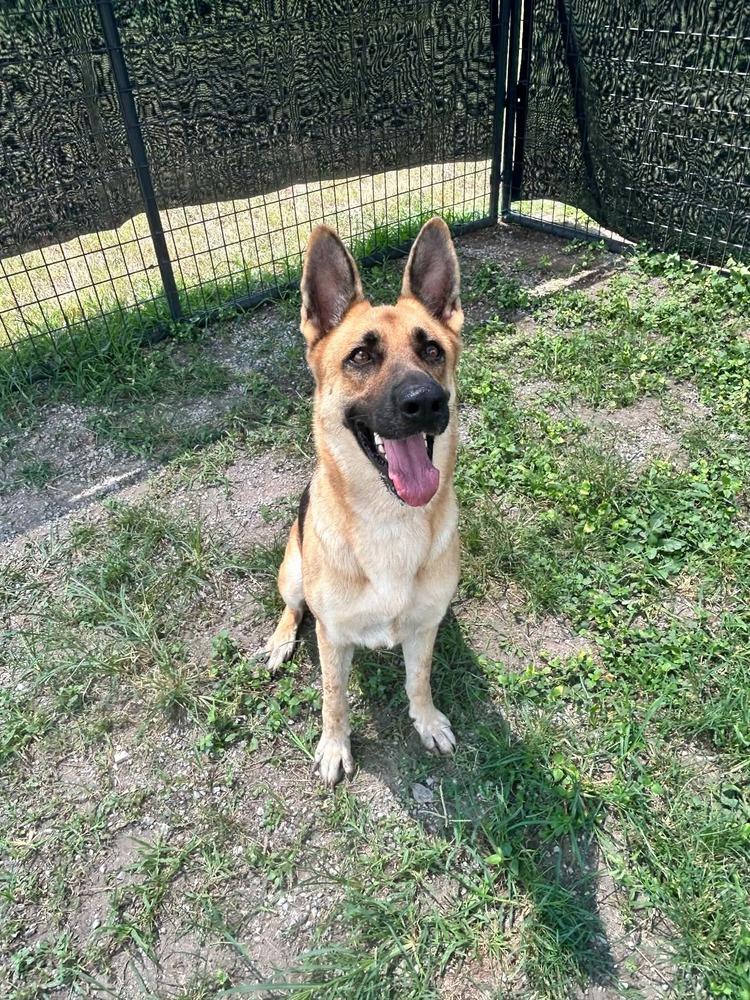 Enlarge Sara, a Adoptable German Shepherd Dog in Scott, LA image 4/5