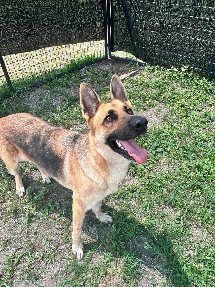 Enlarge Sara, a Adoptable German Shepherd Dog in Scott, LA image 5/5