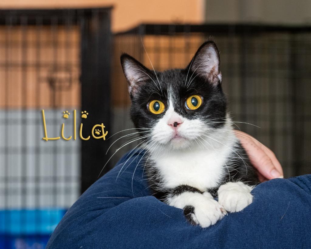 Lilia , ADOPTABLE, Adult Female Domestic Short Hair.