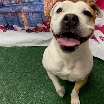 Daisy, a Adoptable Staffordshire Bull Terrier in Henderson, NV image 1/6