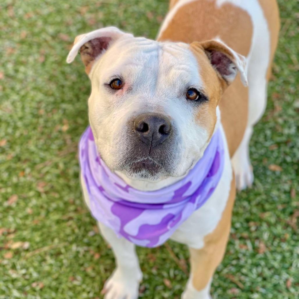 Daisy, a Adoptable Staffordshire Bull Terrier in Henderson, NV image 3/6