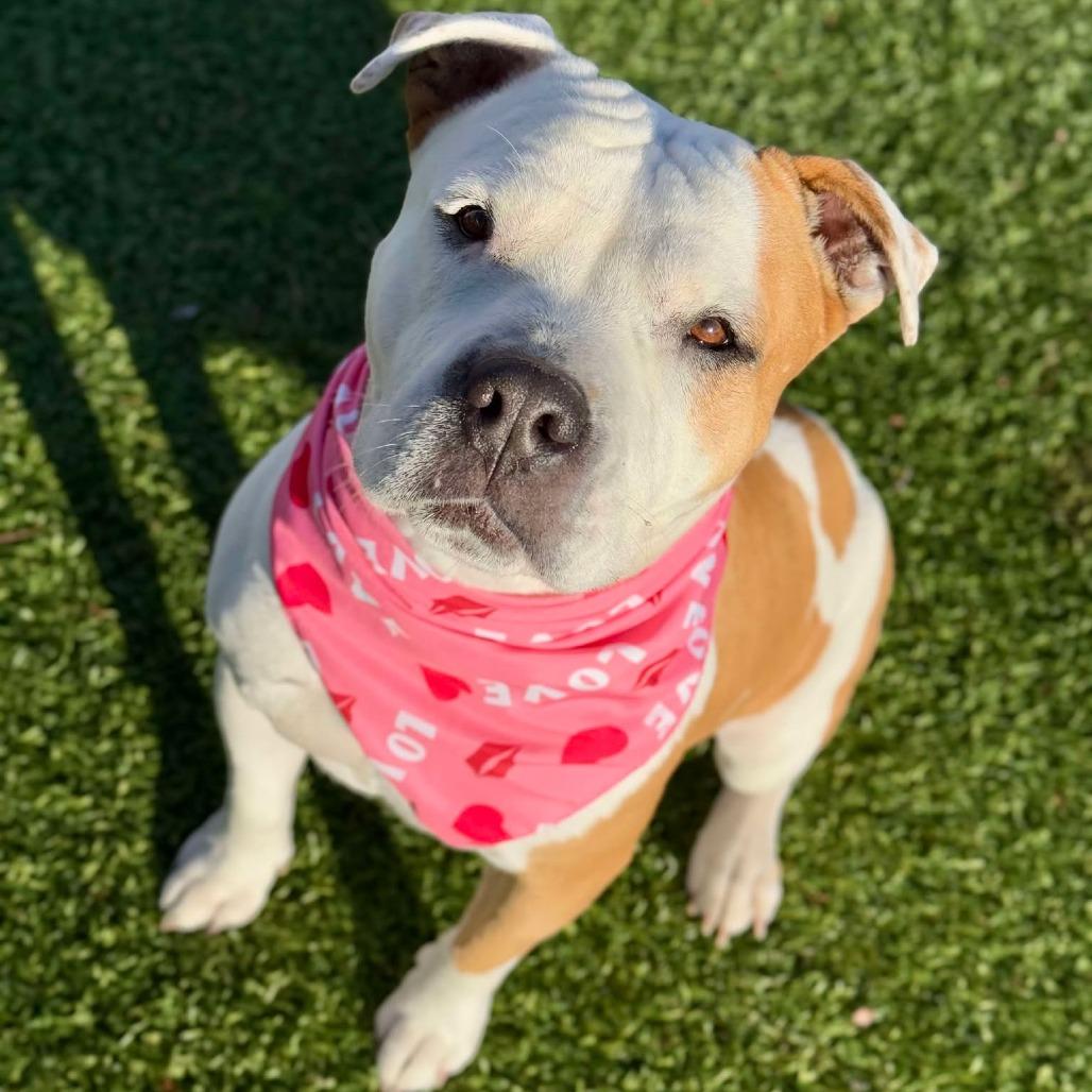 Daisy, a Adoptable Staffordshire Bull Terrier in Henderson, NV image 5/6