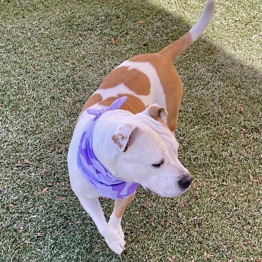 Daisy, a Adoptable Staffordshire Bull Terrier in Henderson, NV image 6/6