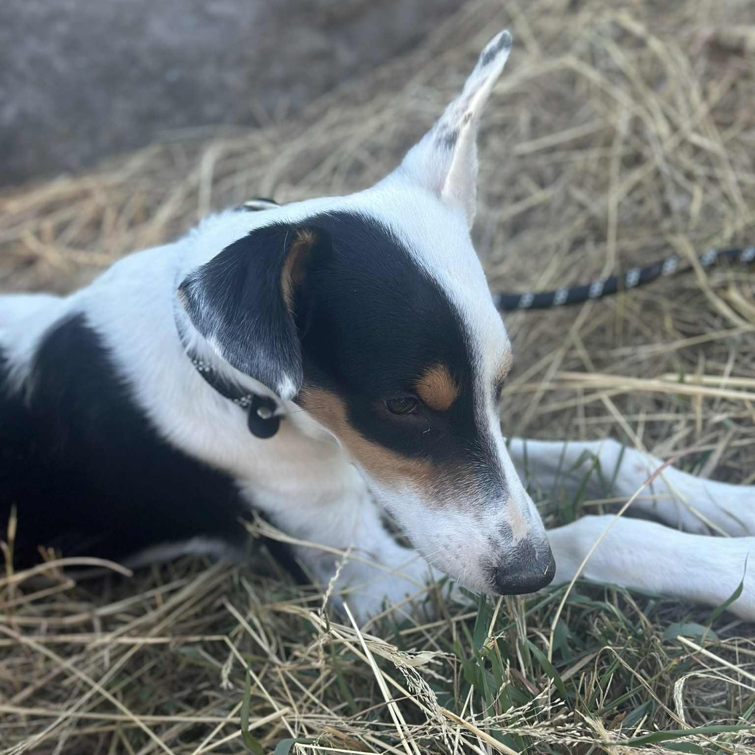 Duke, a Adoptable mixed breed in Columbus, OH image 3/4