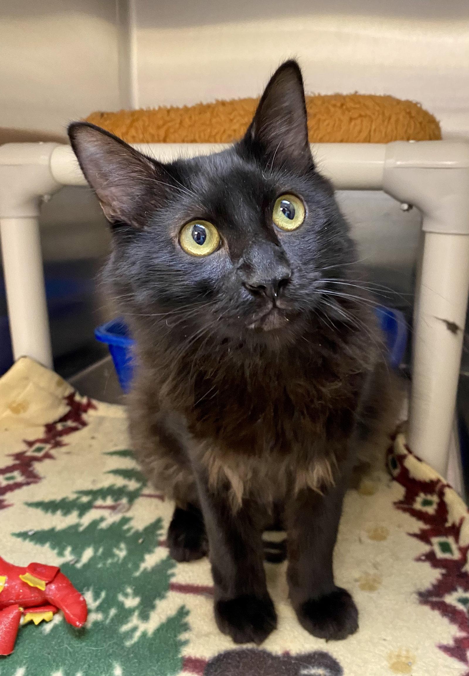 Ortiz, Adoptable, Adult Male Domestic Long Hair.