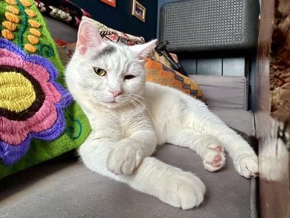 Kitty, Adoptable, Adult Female Domestic Short Hair & Domestic Short Hair.