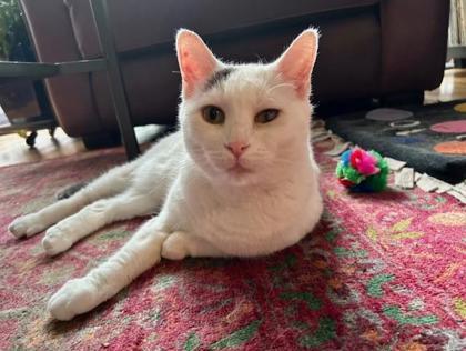 Enlarge Kitty, a Adoptable mixed breed in Chicago, IL image 2/3