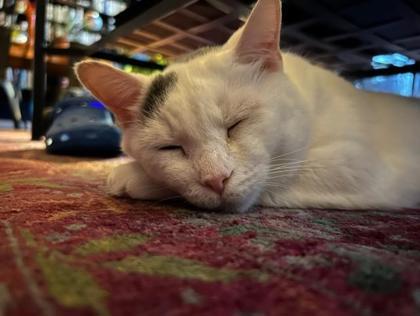 Kitty — thumbnail 3