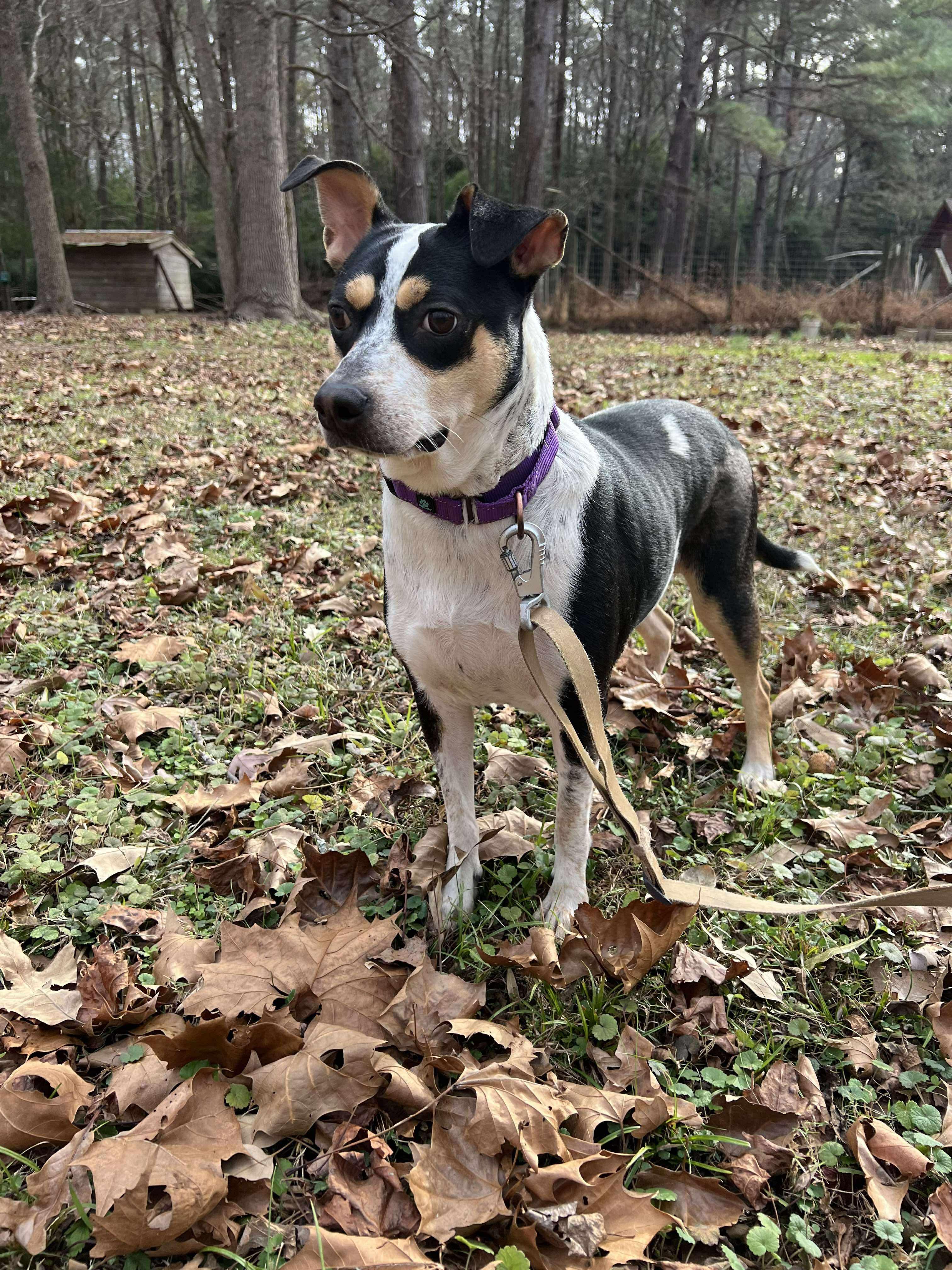 Coraline, an adopted mixed breed in Pittsboro, NC image 2/4