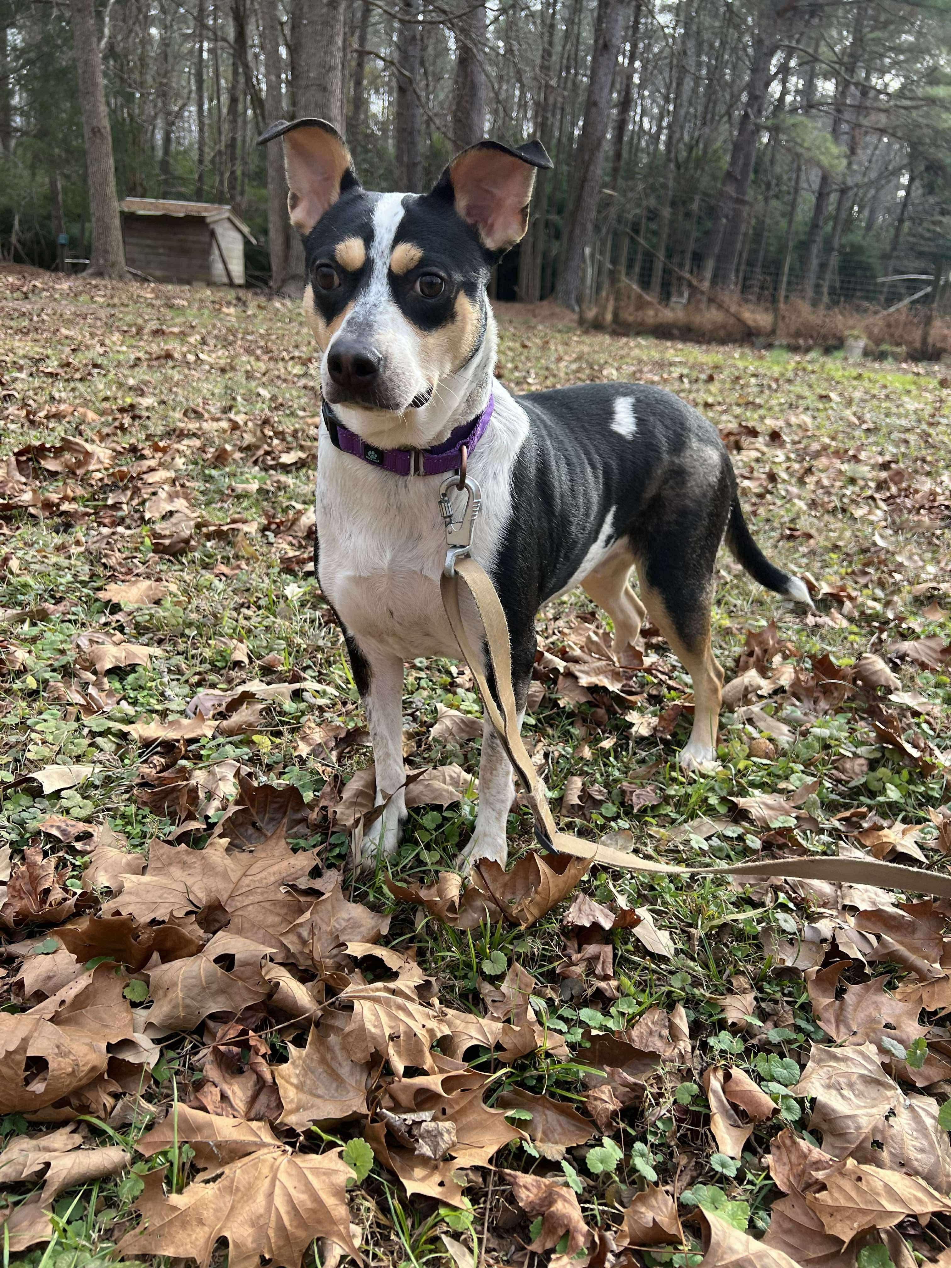 Coraline, an adopted mixed breed in Pittsboro, NC image 3/4