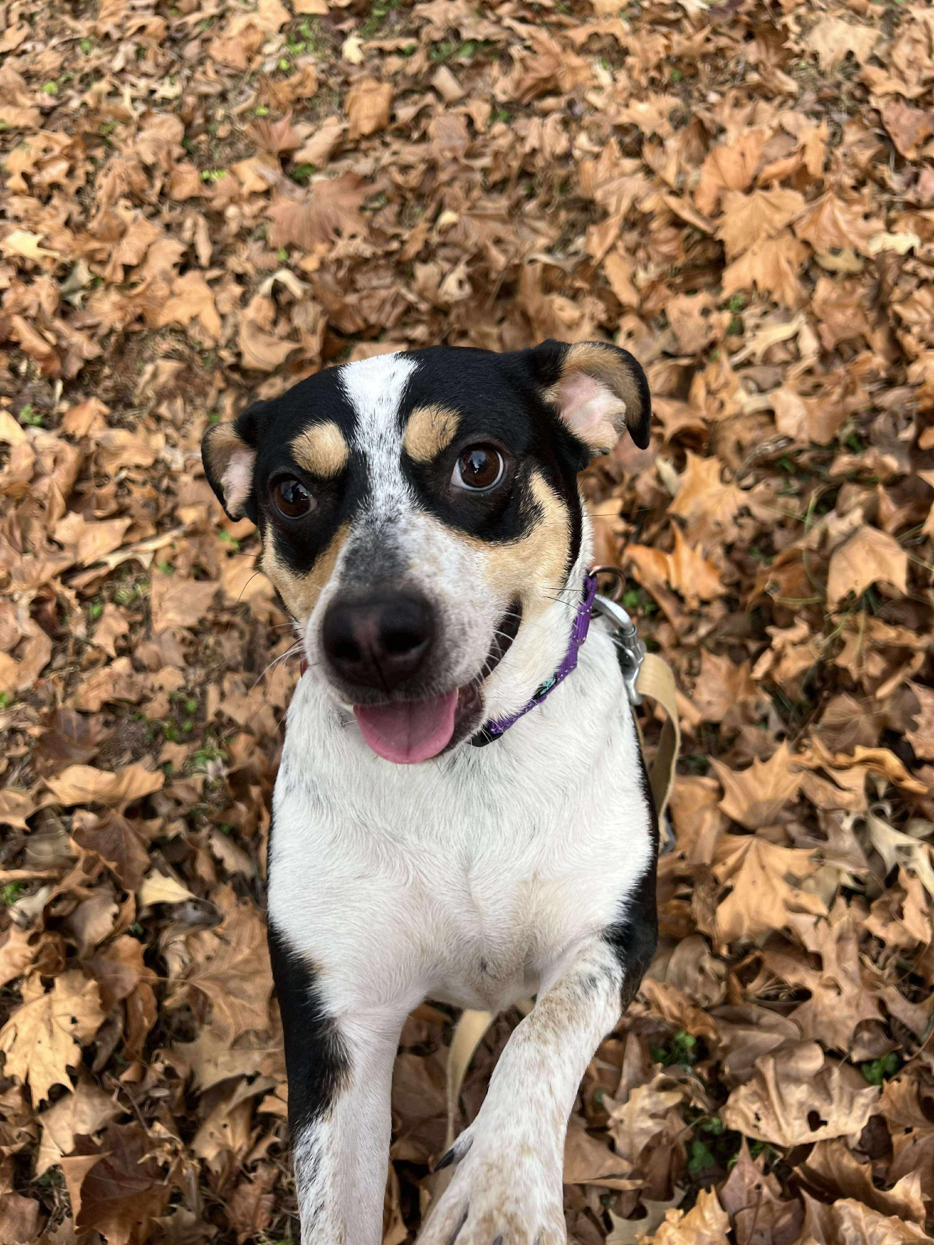 Coraline, an adopted mixed breed in Pittsboro, NC image 1/4