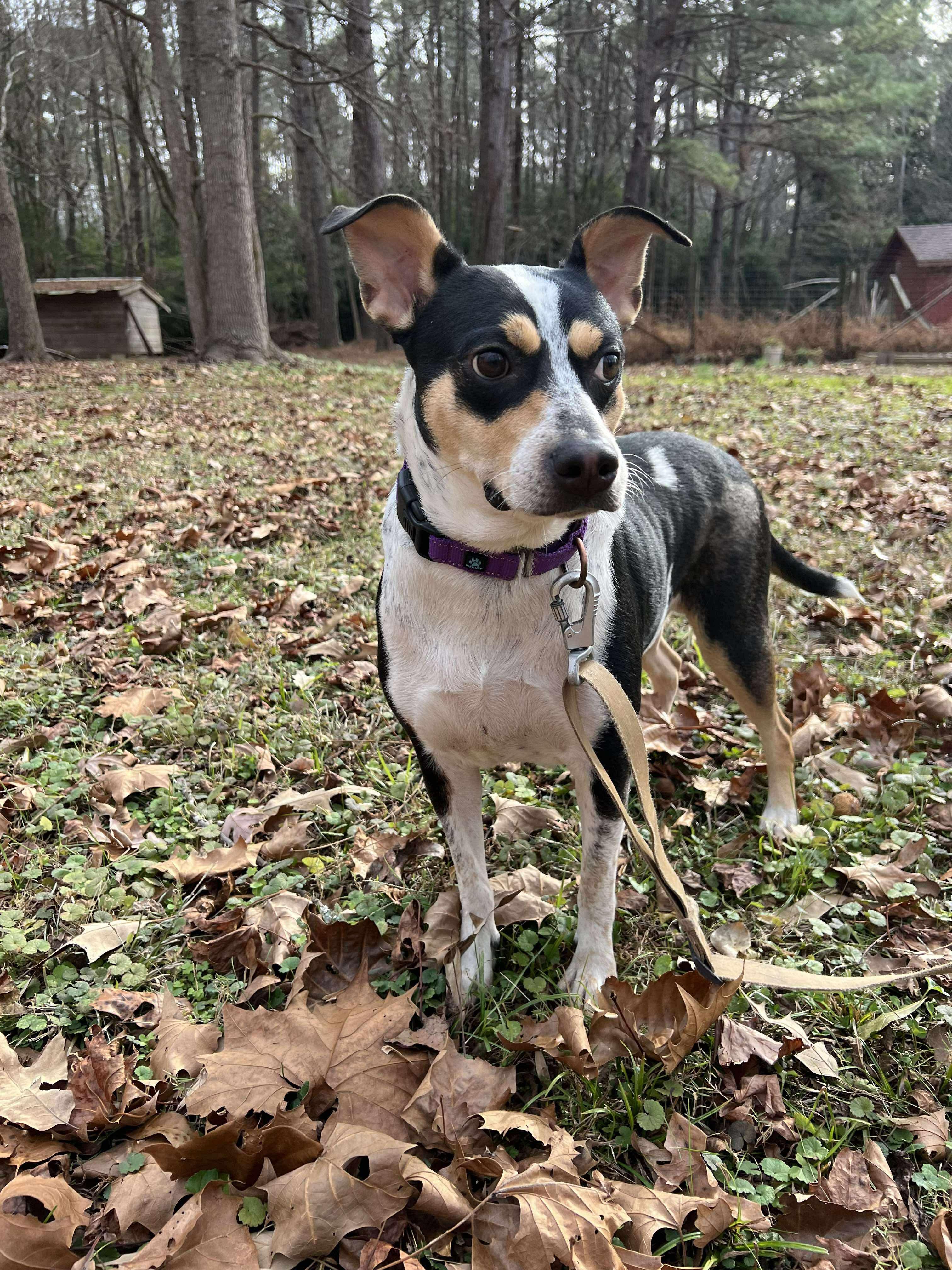 Coraline, an adopted mixed breed in Pittsboro, NC image 4/4