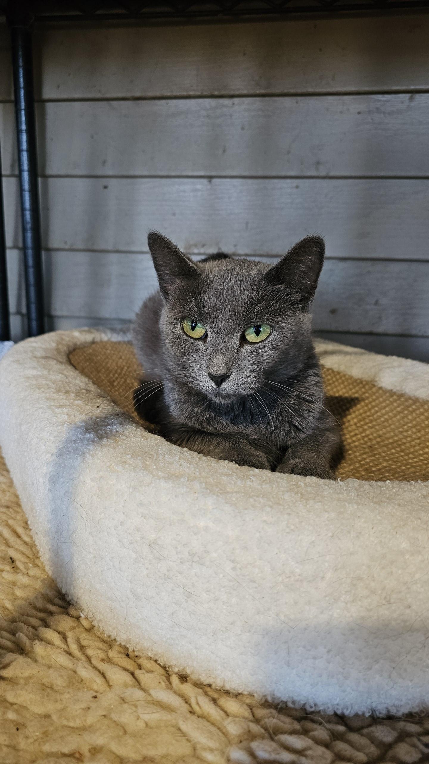 Misty, Adoptable, Adult Female Domestic Short Hair.