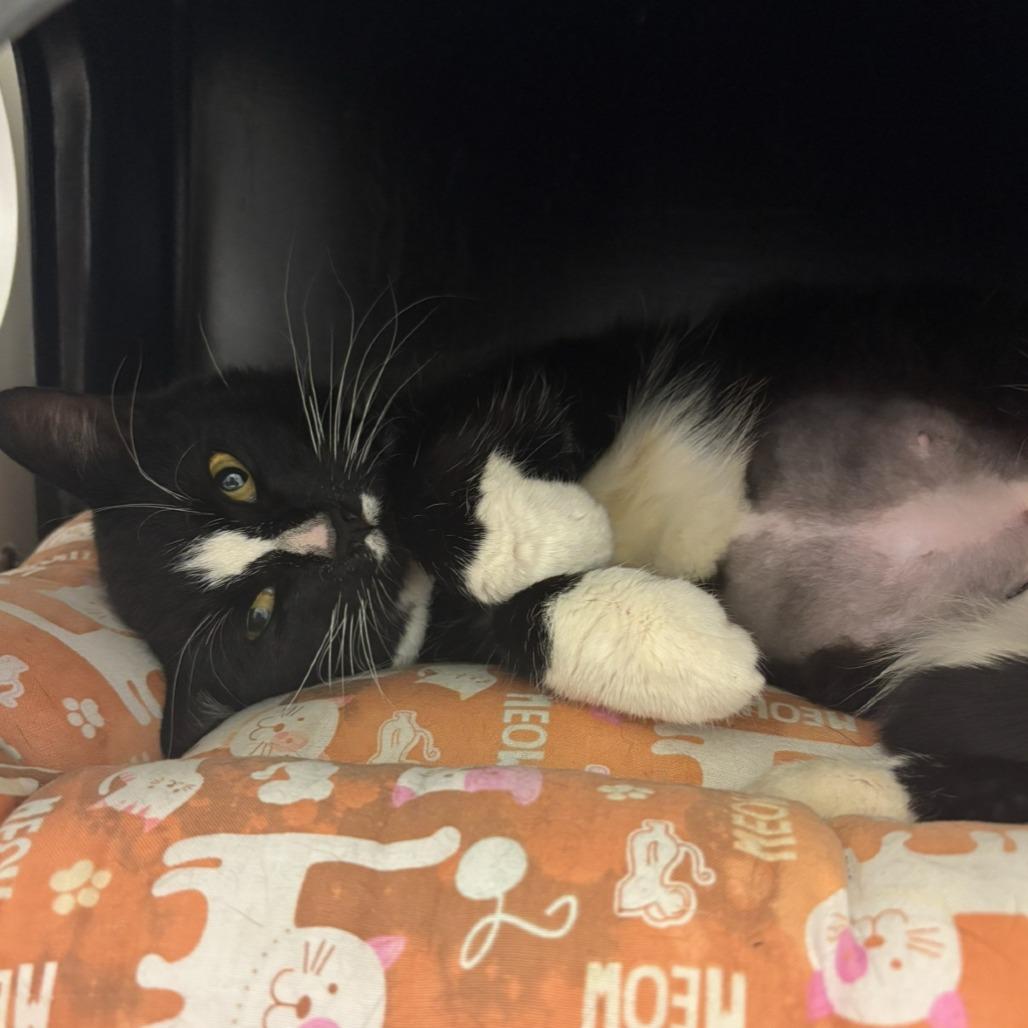 Enlarge Cardigan, a Adoptable Domestic Short Hair in Nashville, TN image 1/3