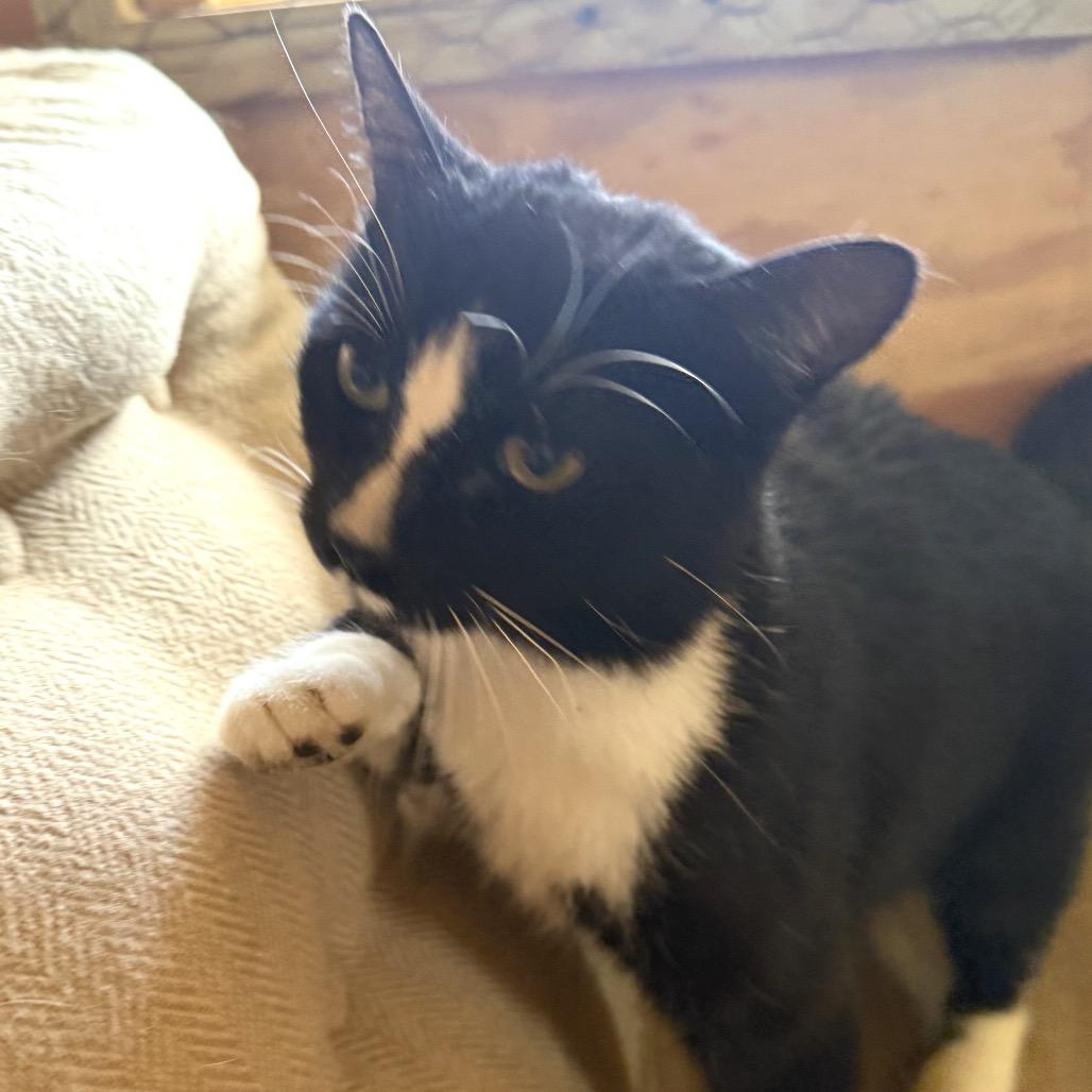 Enlarge Cardigan, a Adoptable Domestic Short Hair in Nashville, TN image 3/3