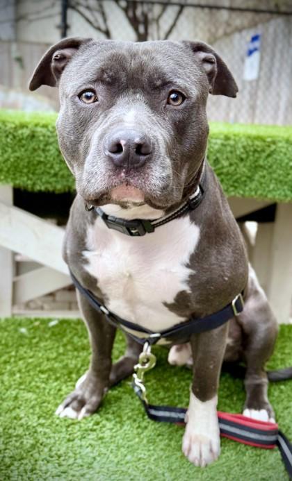 Ghost, Adoptable, Adult Male Pit Bull Terrier & Mixed Breed.
