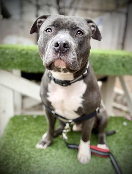 Enlarge Ghost, a Adoptable mixed breed in Washington, DC image 2/3